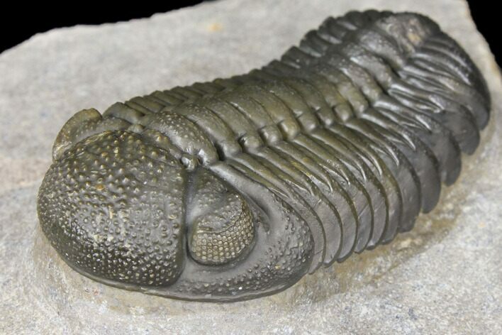 Detailed Morocops Trilobite - Beautiful Specimen #126310